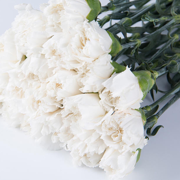 康乃馨 白色A B级