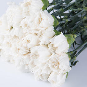 康乃馨 白色A B级