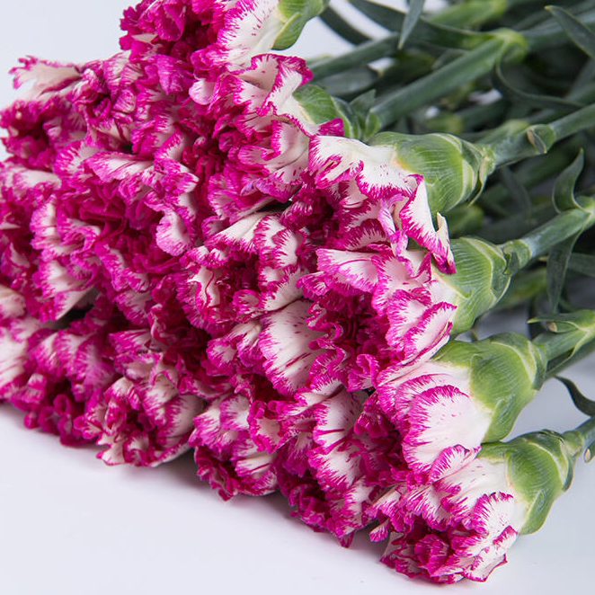 康乃馨 紫边A B级