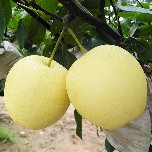 【5斤】条山蜜梨 重约5斤 新鲜多汁 口感香甜 【2日内提货】 商品图2