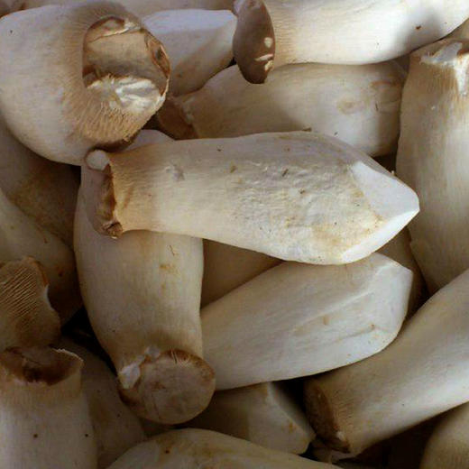 有机食用菌菇杏鲍菇200g 有机认证新鲜菌菇京津冀满百包邮 商品图4