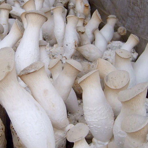 有机食用菌菇杏鲍菇200g 有机认证新鲜菌菇京津冀满百包邮 商品图6