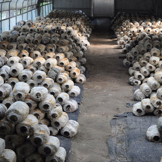 有机食用菌菇杏鲍菇200g 有机认证新鲜菌菇京津冀满百包邮 商品图5