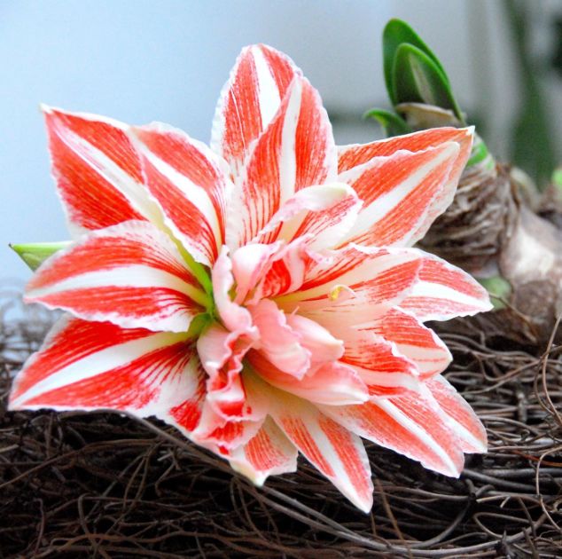 进口朱顶红种球荷兰蓝色风情礼盒装-小丑,江浙沪皖顺丰包邮!