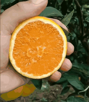 赣南脐橙~5斤/10斤自家果园直发,鲜甜多汁,芳香浸口,"橙"意满满!