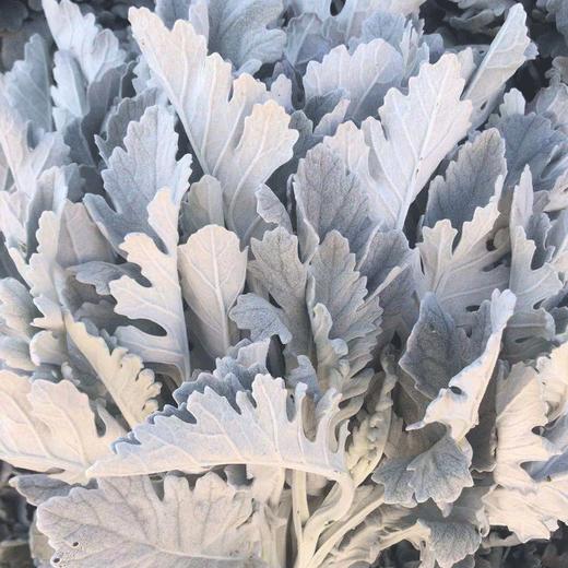 银叶菊 商品图0