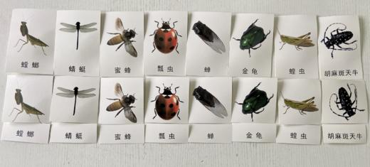 太阳系、世界建筑、水果等三段卡7套58张 商品图9