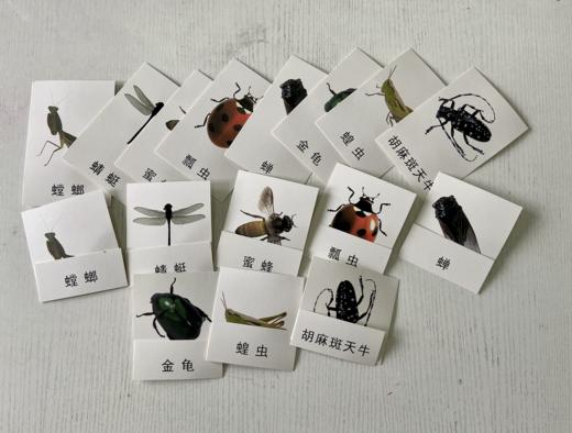 太阳系、世界建筑、水果等三段卡7套58张 商品图8