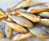 冰鲜黄花鱼 /条 商品缩略图3