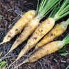 黄色胡萝卜 Carrot 商品缩略图0
