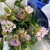 配花-翠珠花-粉色 商品缩略图1
