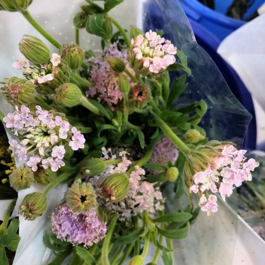 配花-翠珠花-粉色 商品图1