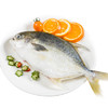 冰鲜金鲳鱼 /条 商品缩略图3