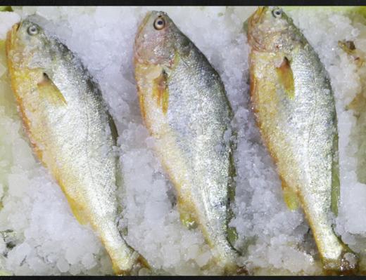 冰鲜黄花鱼 /条 商品图2
