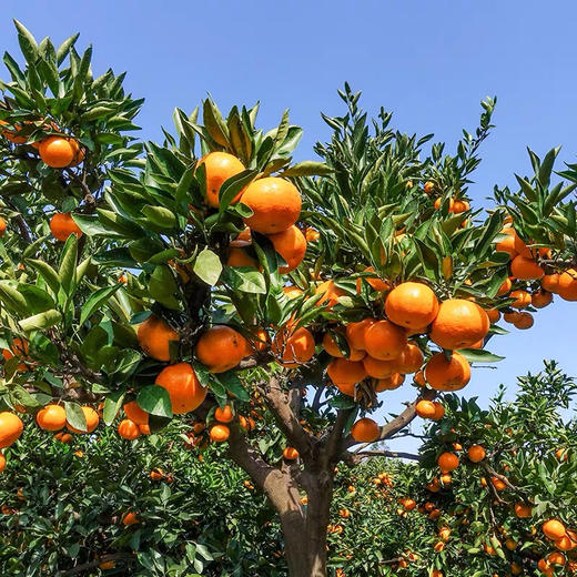 浙江台州玲珑蜜桔1箱35斤左右口感纯甜无酸肉嫩多汁入口无渣