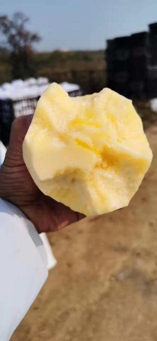 2025年山西 临猗特产新鲜冰糖心苹果 10斤毛重 商品图1