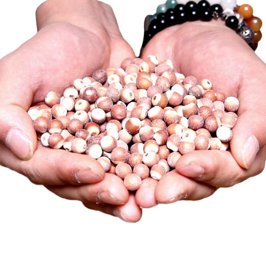 【吉顺号食品】-整颗粒鸡头米 小米地新品农家自产 水流黄芡实干货鸡头米500g 商品图2