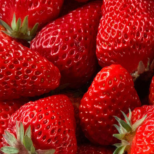 红颜草莓 优选品种 蜂媒授粉 无农残无添加 有机肥天然生态种植 商品图5