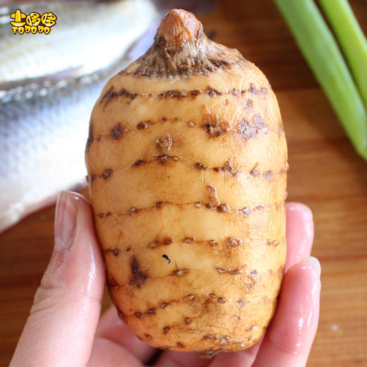 土哆哆云南昭通小草坝新鲜天麻产地直采现发 商品图2