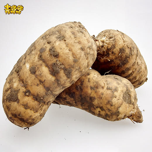 土哆哆云南昭通小草坝新鲜天麻产地直采现发 商品图3