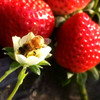 红颜草莓 优选品种 蜂媒授粉 无农残无添加 有机肥天然生态种植 商品缩略图2