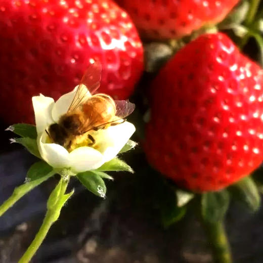 红颜草莓 优选品种 蜂媒授粉 无农残无添加 有机肥天然生态种植 商品图2