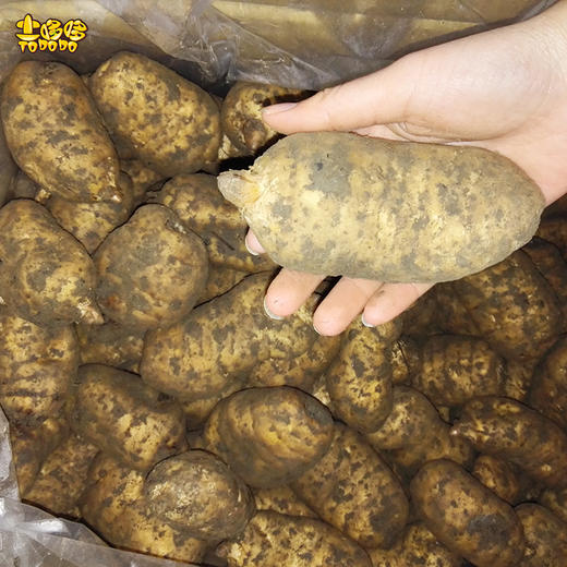 土哆哆云南昭通小草坝新鲜天麻产地直采现发 商品图4