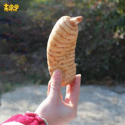 土哆哆云南昭通小草坝新鲜天麻产地直采现发 商品图0