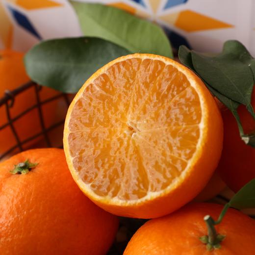 象山红美人橘橙