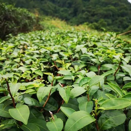 肇庆鼎湖山茶系列茶味怡人味道醇厚入口即有山野之甘甜