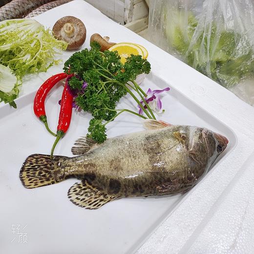 鲜活桂鱼 /条 商品图2