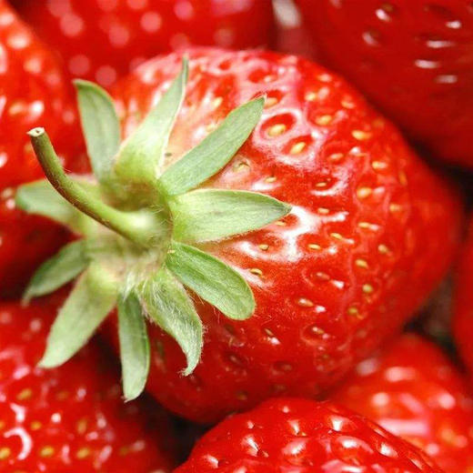 红颜草莓 优选品种 蜂媒授粉 无农残无添加 有机肥天然生态种植 商品图4