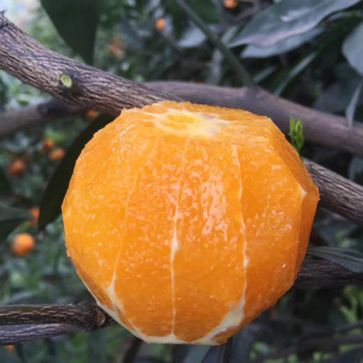 秭归九月老树红橙 果肉细腻，化渣度好橙香味十足，果园现摘现发 商品图2