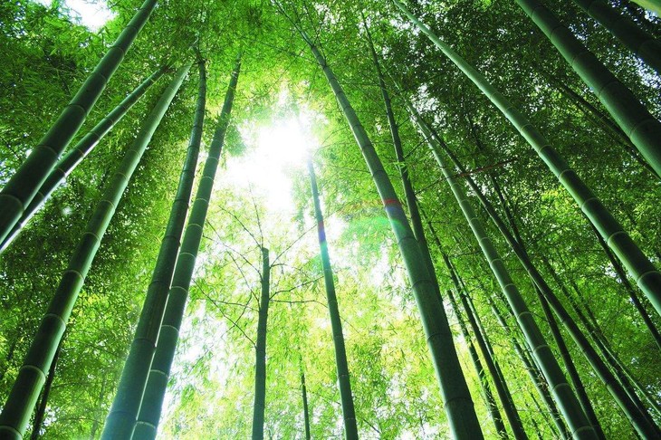 安吉竹博园安吉竹子博览园位于竹乡安吉,是西湖边那片竹海中的核心