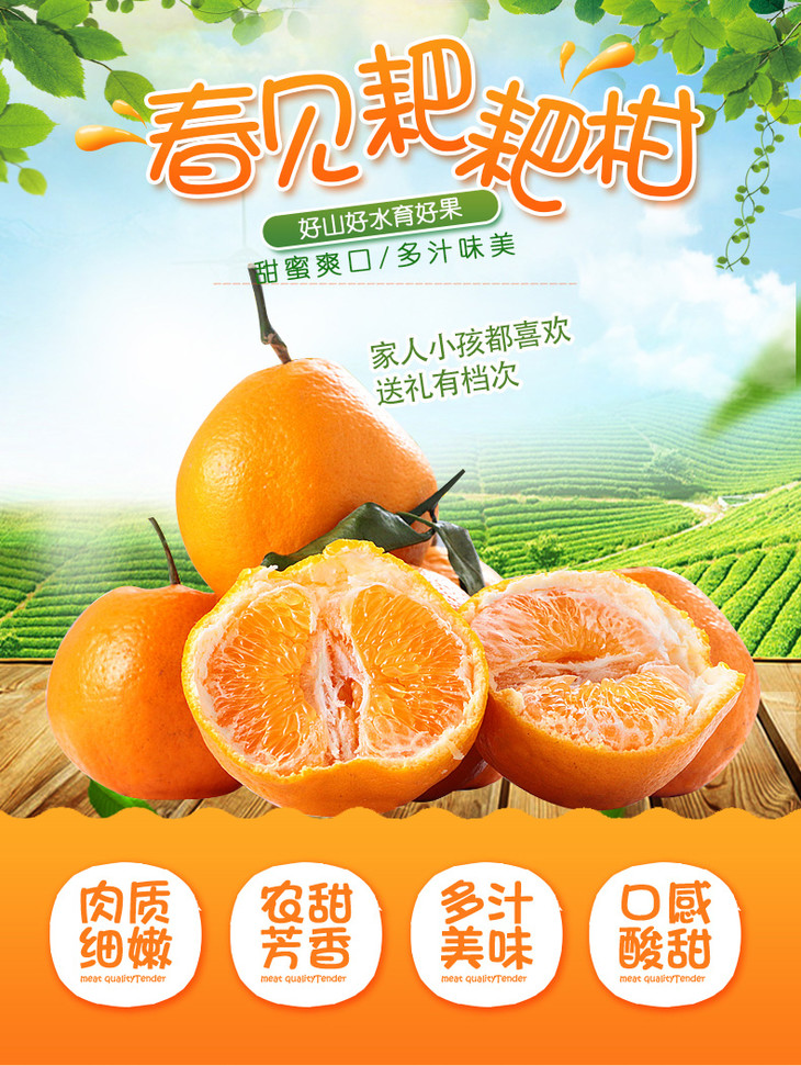 春见和月阳果耙耙柑哪个好(春见耙耙柑是橘子吗)