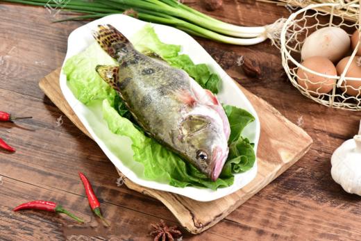 鲜活桂鱼 /条 商品图1
