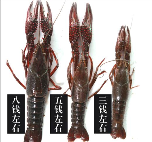 鲜活小龙虾 /斤 商品图4