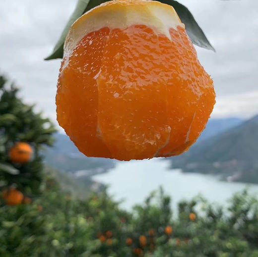 秭归九月老树红橙 果肉细腻，化渣度好橙香味十足，果园现摘现发 商品图4