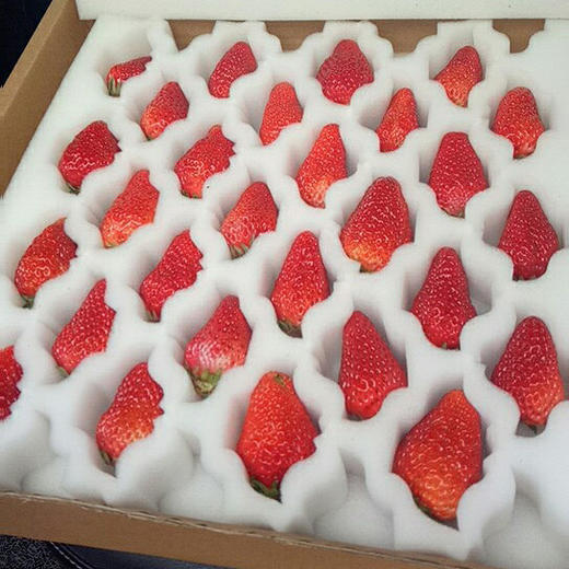红颜草莓 优选品种 蜂媒授粉 无农残无添加 有机肥天然生态种植 商品图7
