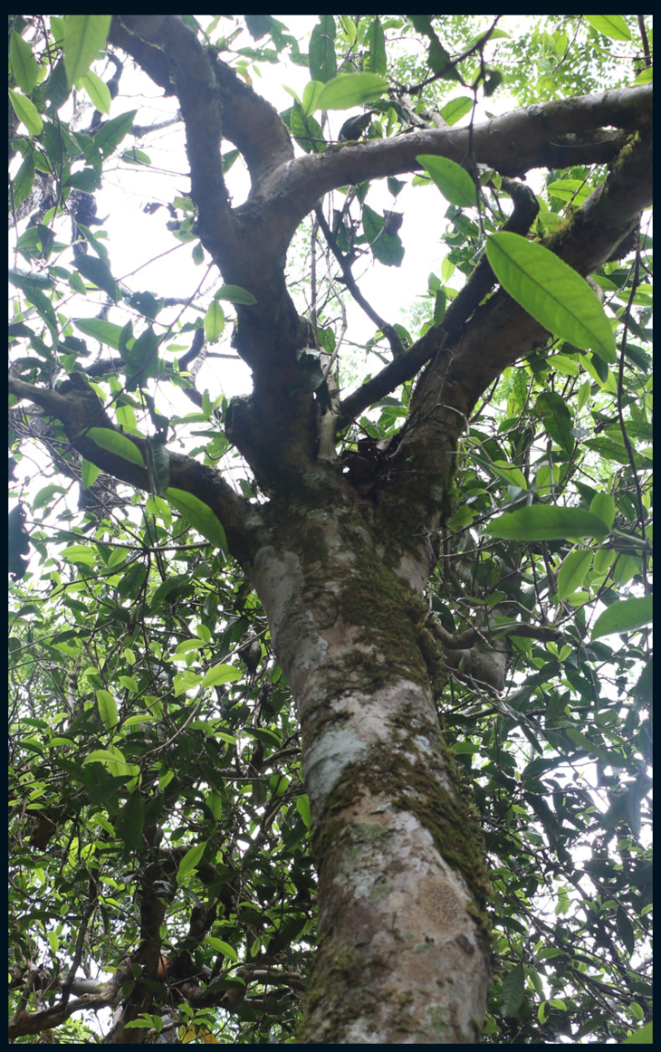 2017年冰岛坝歪357g自然存放5年汤色金黄透亮滋味香高味醇回甜生津快