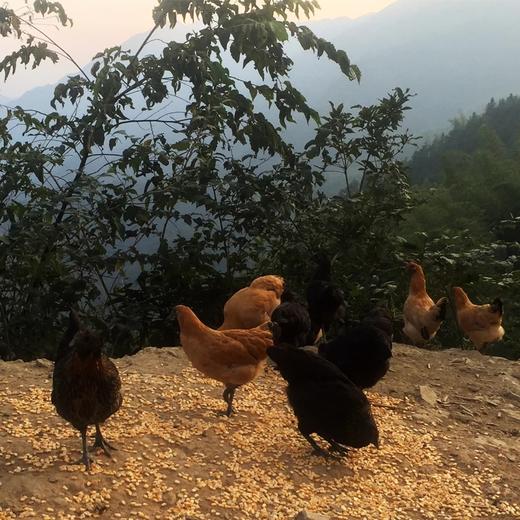 美姑松针鸡 商品图1