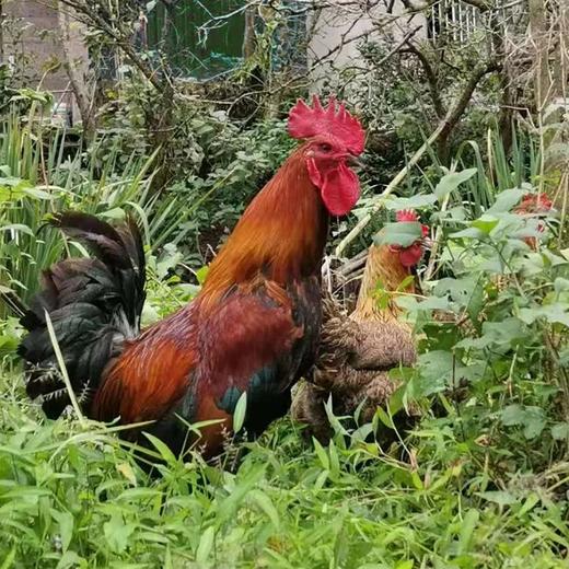 美姑松针鸡 商品图2