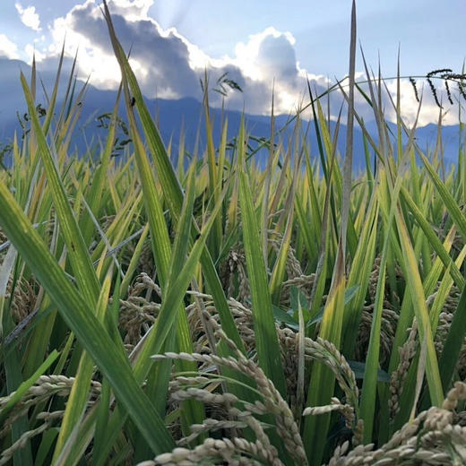 〔上海直发包邮01〕云南大理有机象牙米 商品图3