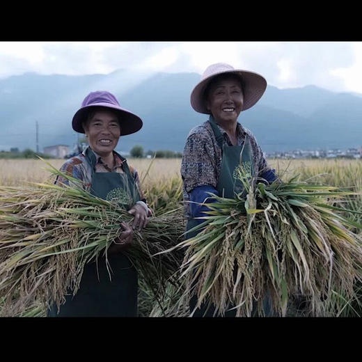 〔上海直发包邮01〕云南大理有机象牙米 商品图5