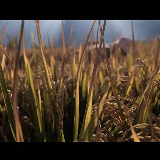 〔上海直发包邮01〕云南大理有机象牙米 商品图4