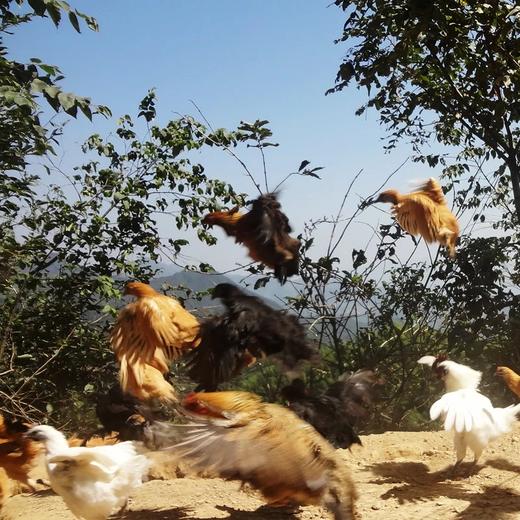 美姑松针鸡 商品图0