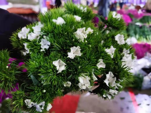 lj相思梅小扎白色