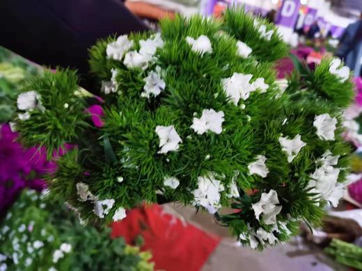 lj相思梅小扎白色