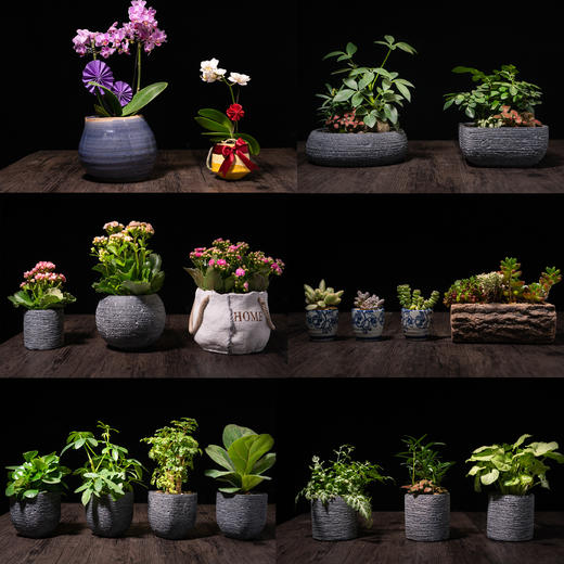 艺术盆栽包年套餐 商品图8