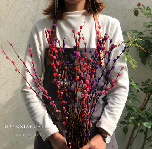 【 AB级银柳.都在这】10支/份.长约60-70cm（买两份送白色小花瓶1个） 商品图1